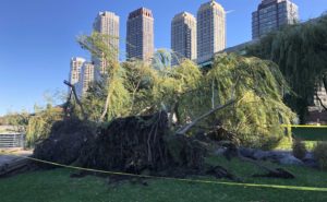 Photo of a downed willow tree in a park